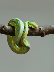 树枝上的绿蛇