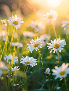 草地模糊背景下阳光下盛开的雏菊