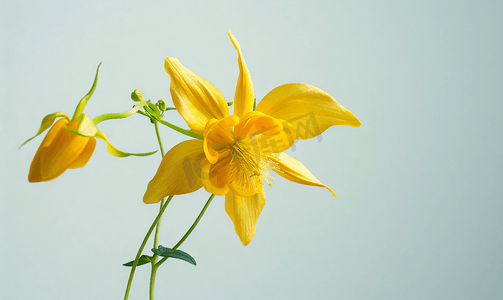 盛开的黄色耧斗菜花