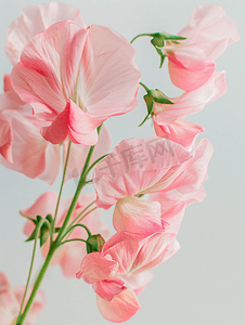 漂亮的海棠花摄影照片_关闭盛开的粉红色甜豌豆花