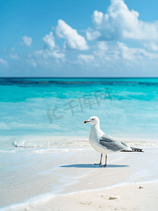 站立在热带加勒比海滩上的海鸥