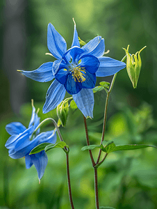 近距离观察一朵美丽的蓝色耧斗菜花