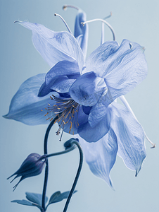 一朵白色花摄影照片_近距离观察一朵美丽的蓝色耧斗菜花
