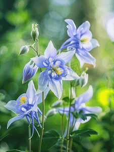 科伦摄影照片_花园里盛开的漂亮蓝色科伦拜恩花