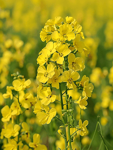 黄色油摄影照片_黄色油菜田开着明亮的黄色花朵