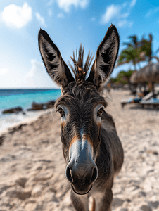 达科他摄影照片_阿鲁巴岛的普罗旺斯驴有着甜美的面孔