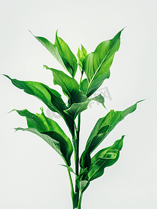 白色背景下绿色植物半图形家庭植物概念花叶纹理