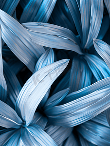 白色背景真实自然照片宏特写堆堆长淡光黑蓝对比干美热带植物叶像扁平宽窄织物丝带线阳光照射细节纹理