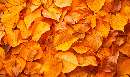橙色和棕色的秋季纹理