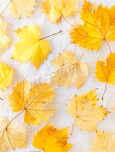 白色背景上的秋卡黄色亮叶秋纹理由不同颜色的葡萄叶制成