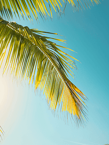 阳光明媚的晴天热带纹理和异国情调背景中蓝天背景下的色调棕榈树枝