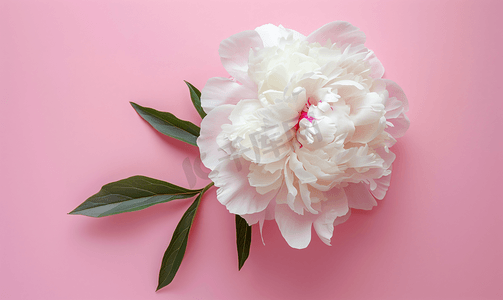 粉红色背景中美丽的白牡丹花牡丹平躺顶视图的质感
