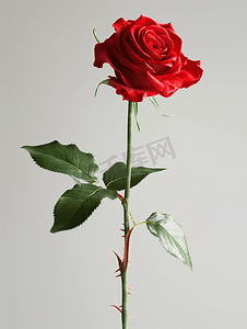 玫瑰日摄影照片_美丽的红玫瑰质地浪漫的花朵