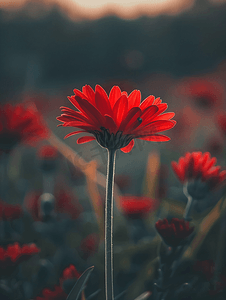 花园中的红色非洲菊或菊花