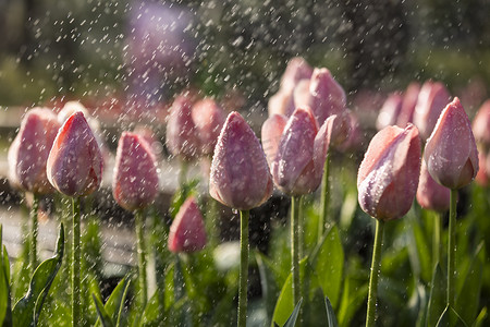 春天春暖花开郁金香盛开阳光雨露灌溉浇水