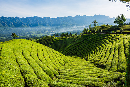 早上摄影照片湖北恩施鹤峰县走马镇木耳山茶园