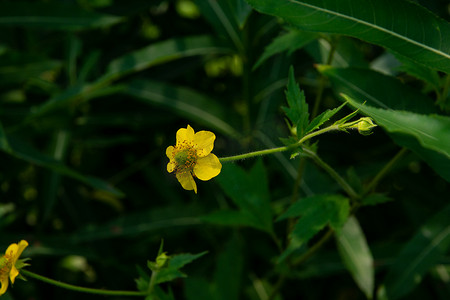 菊花公园摄影照片夏天野花路边青