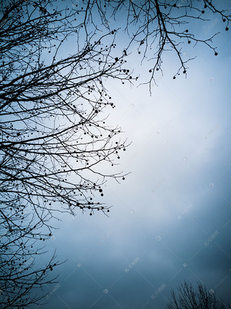 冬日萧条凄冷树枝自然风景摄影图