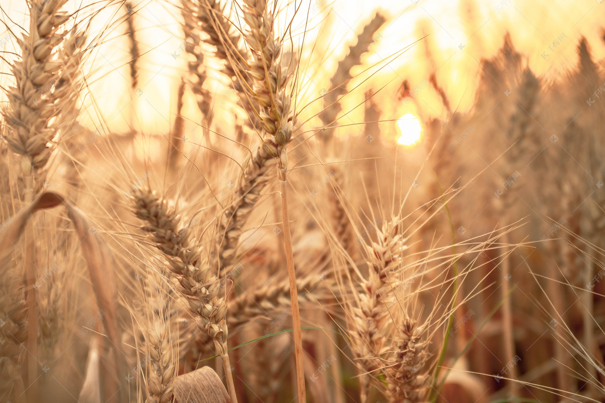 小麦成熟时摄影图高清摄影大图-千库网