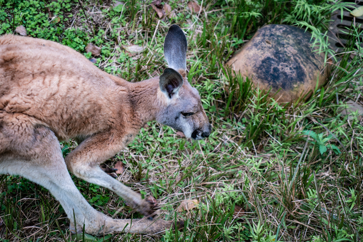 动物袋鼠头部摄影