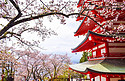 日本樱花红色宫殿摄影图