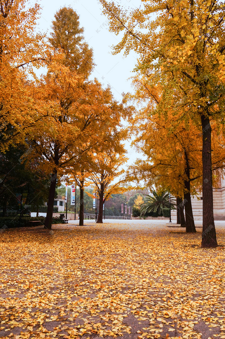 秋天金黄色树林银杏树摄影图