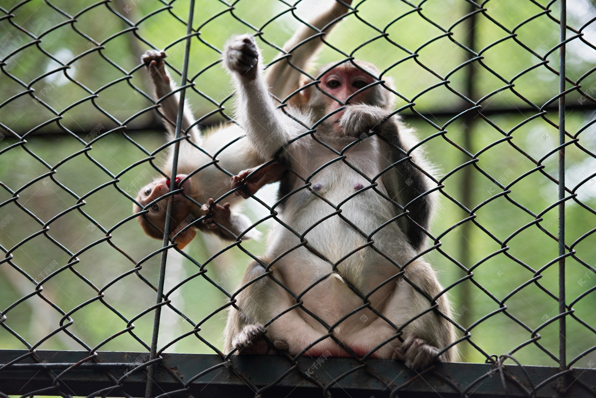 很皮的小猴子在母猴背后嬉戏