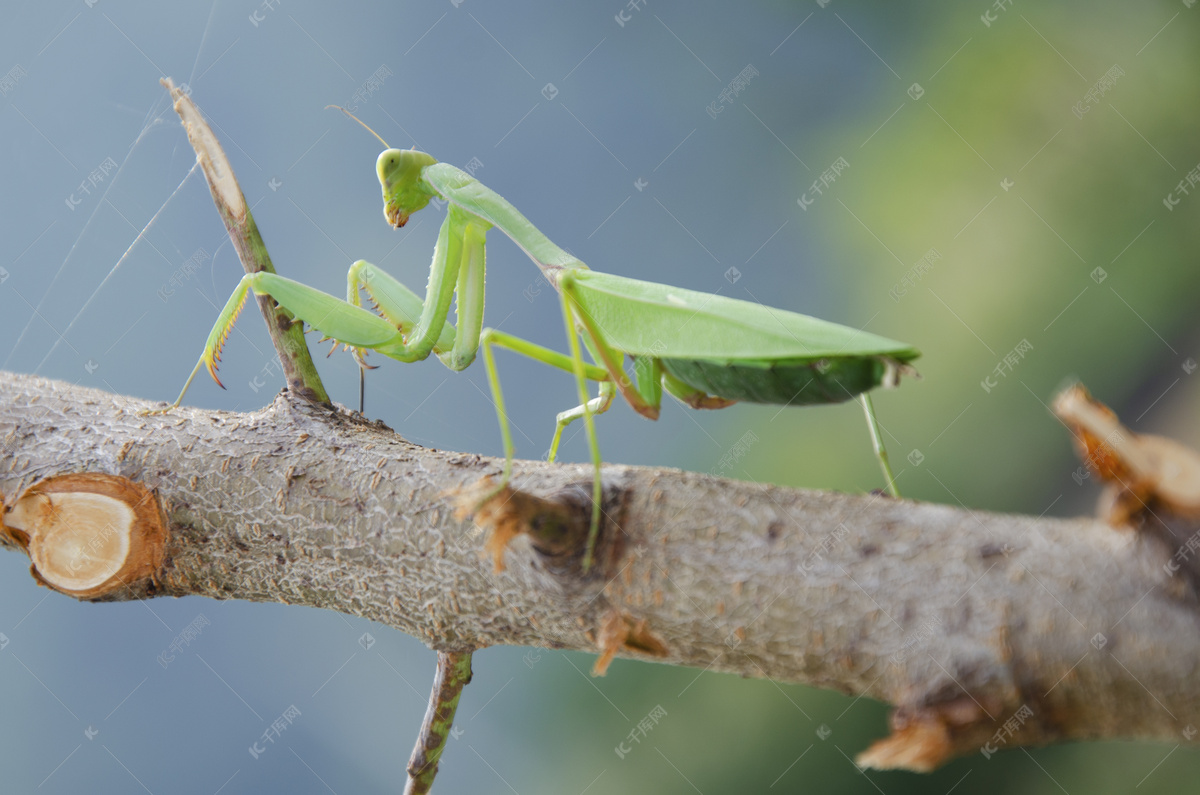 昆虫世界摄影图__昆虫_生物世界_摄影图库_昵图网nipic.com