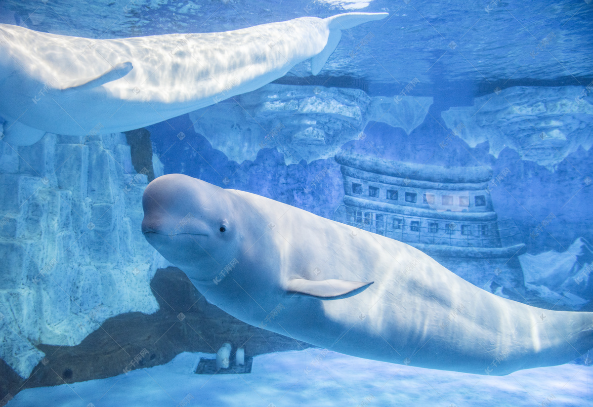 在哈尔滨我亲眼目睹了世界唯一极地白鲸水下表演“海洋之心”_中国