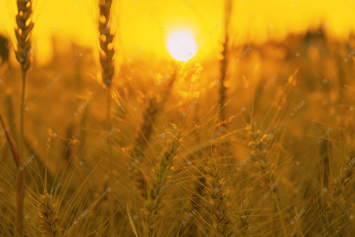 金黄小麦自然风景摄影图高清摄影大图-千库网