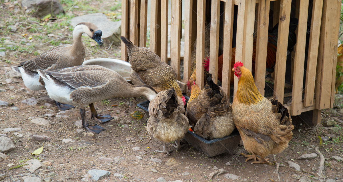 笼子鸡群摄影图片