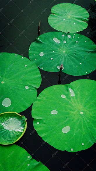 荷叶图片素材_池塘荷叶摄影图