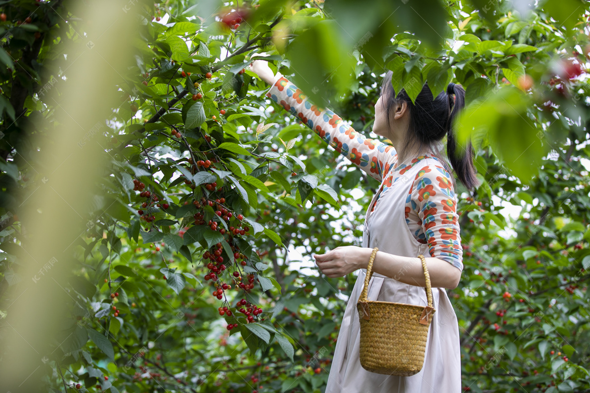 采摘园绿叶下的樱桃高清摄影大图-千库网