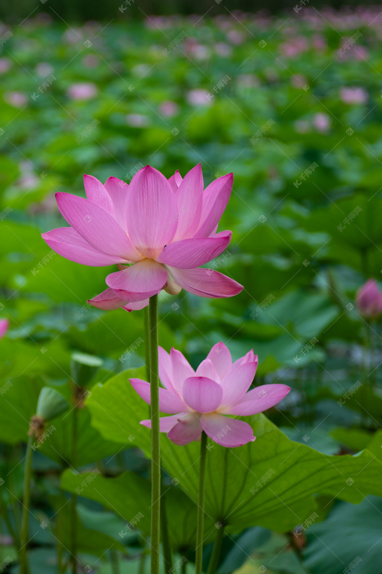 亭亭玉立两株荷花摄影图