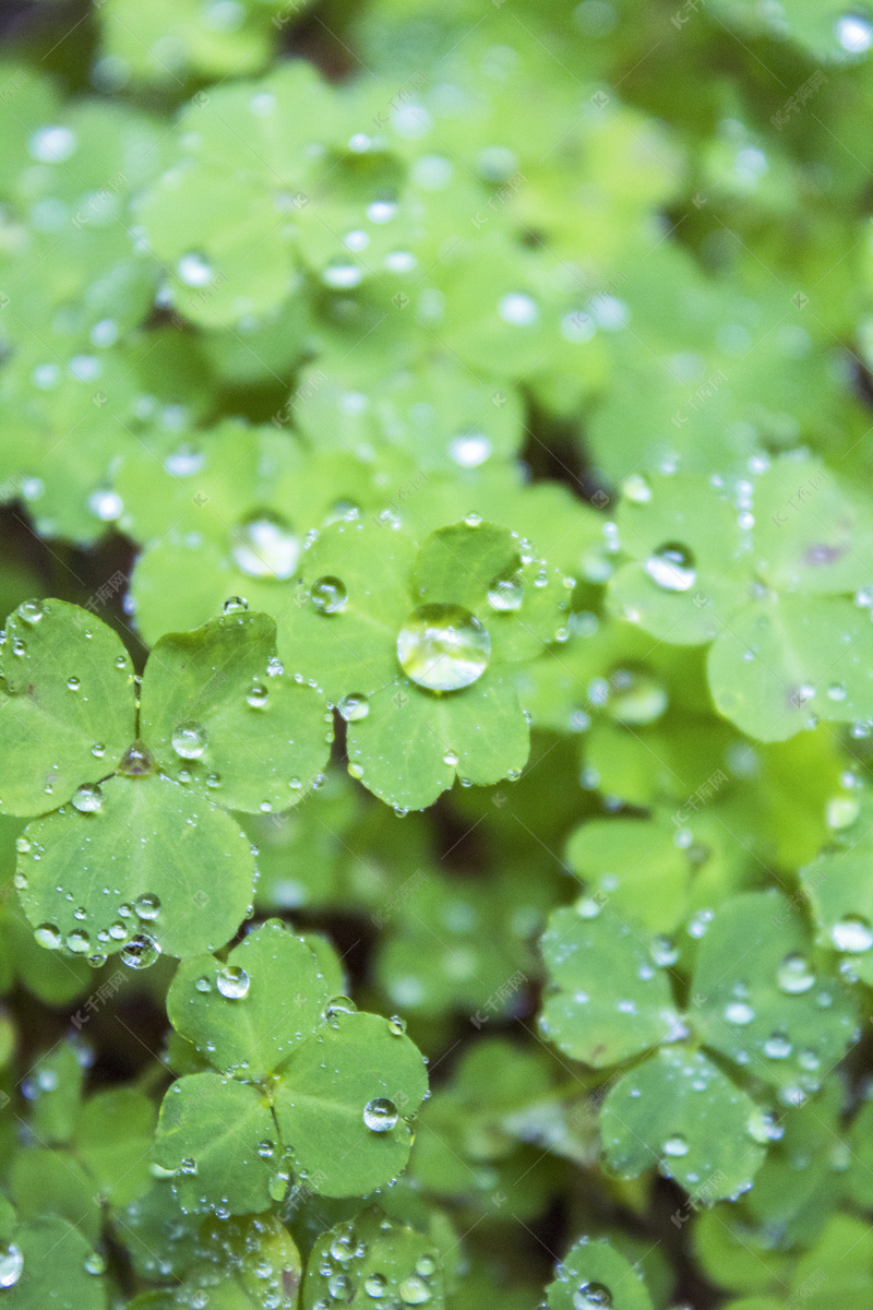 三叶草上春雨雨景摄影图