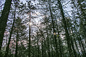自然风景茂密古树森林摄影图
