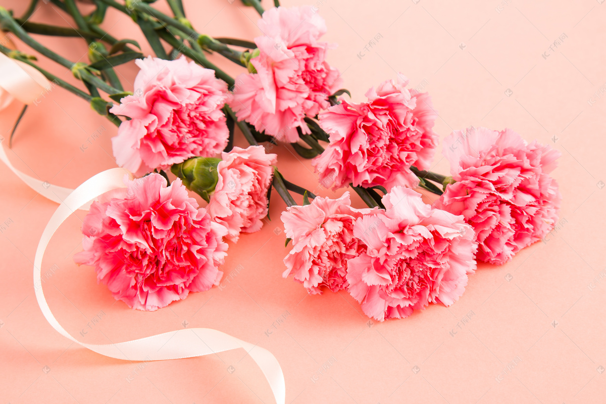 一个红色桃红色康乃馨分支 库存照片. 图片 包括有 特写镜头, 红色, 相当, 颜色, 花卉, 庆祝, 开花的 - 32391222