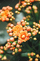 橙色长寿花摄影图