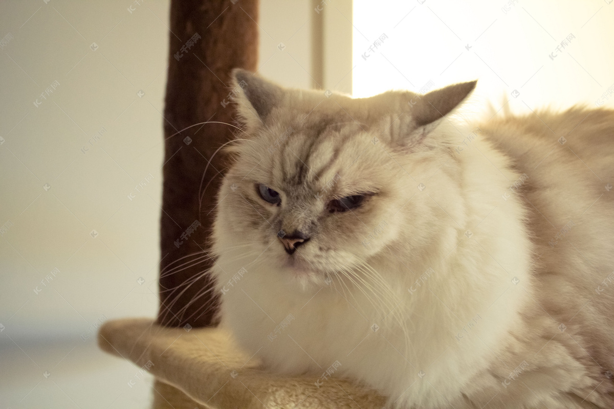 生气的飞机耳布偶猫
