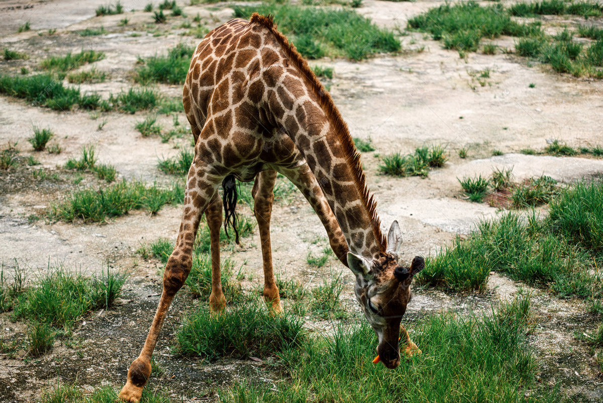 快乐的长颈鹿家族-鹿妈妈与宝宝