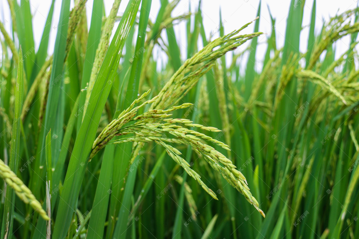 绿色的水稻田图片素材_免费下载_jpg图片格式_VRF高清图片500453935_摄图网