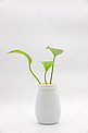 摄影图实物图简约清新白色花瓶植物叶子