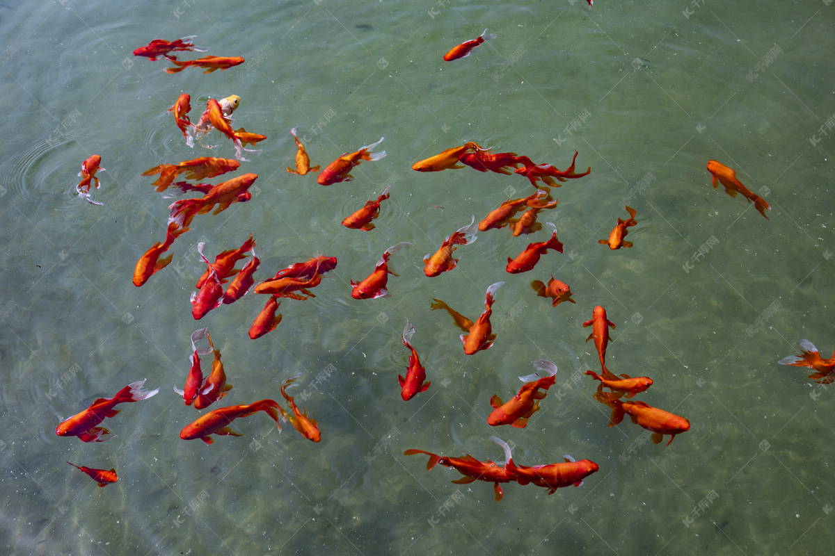 池塘 · 鱼|摄影|修图/后期|灬尘凡灬 - 原创作品 - 站酷 (ZCOOL)