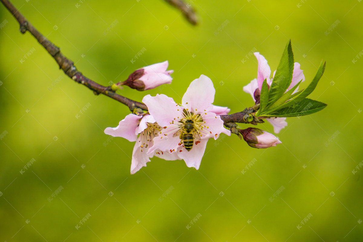 蜜蜂 中国牡丹 授粉 - Pixabay上的免费照片 - Pixabay