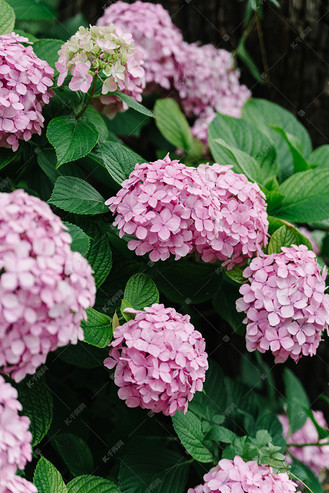 鲜花盛开图片素材_夏天紫阳花盛开植物鲜花摄影图