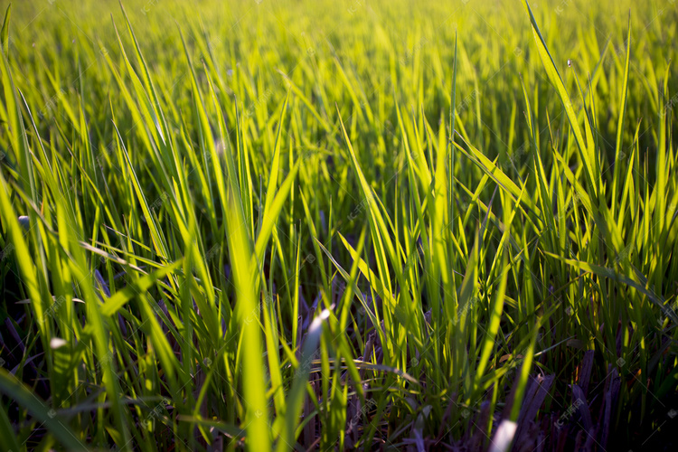 春天小草希望自然风景摄影图