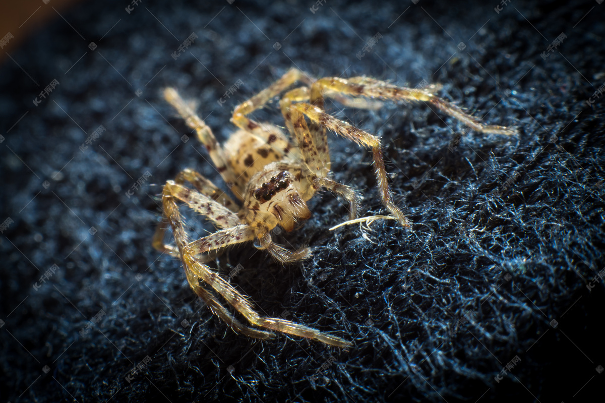 蜘蛛虫子摄影图