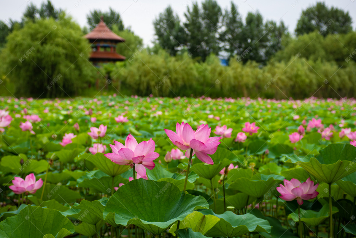 擎雨盖——惠州西湖丰渚园荷花池|摄影|风光摄影|鸡说你可真星 - 原创作品 - 站酷 (ZCOOL)