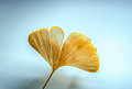 黄色银杏叶摄影图