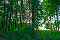 夕阳下绿色树林摄影图森林